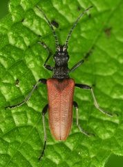 Stenocorus quercus