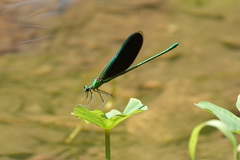Neurobasis chinensis