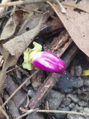 Amphilophium paniculatum