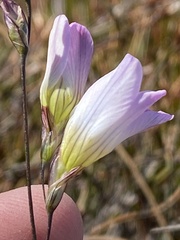 Ixia saundersiana