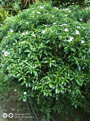 Tabernaemontana divaricata