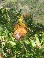 Crithagra sulphurata