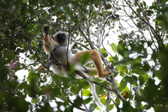 Propithecus diadema