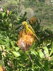 Crithagra sulphurata