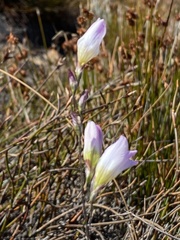 Ixia saundersiana
