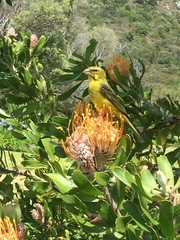 Crithagra sulphurata