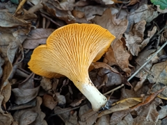 Cantharellus