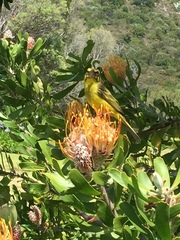 Crithagra sulphurata