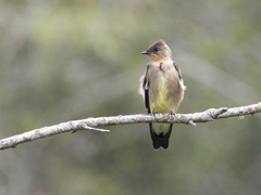 Stelgidopteryx ruficollis