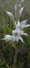 Chloraea piquichen