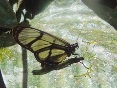 Methona confusa
