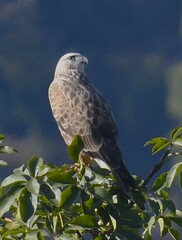 Buteo rufinus