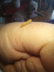 Nectopsyche muhni
