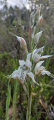 Chloraea piquichen