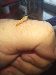 Nectopsyche muhni