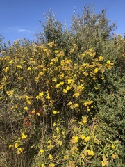 Verbesina virgata
