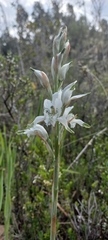 Chloraea piquichen