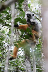 Propithecus diadema
