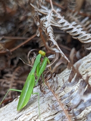Tarachomantis