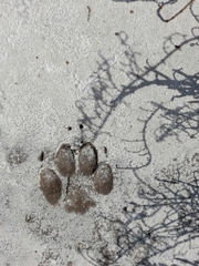 Canis familiaris