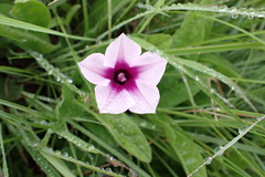 Ipomoea crassipes