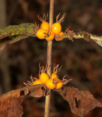 Triosteum perfoliatum
