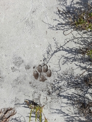 Canis familiaris
