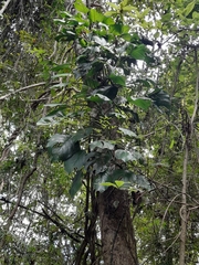 Monstera adansonii