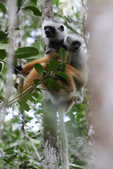 Propithecus diadema