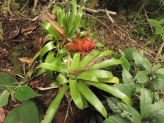 Tillandsia imperialis
