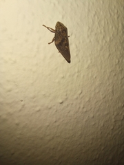 Cephisus siccifolius