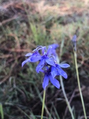 Lobelia gruina