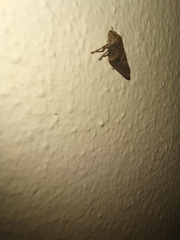 Cephisus siccifolius