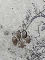 Canis familiaris