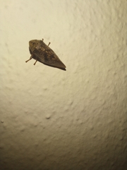 Cephisus siccifolius