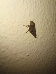 Cephisus siccifolius