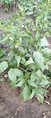 Capsicum annuum