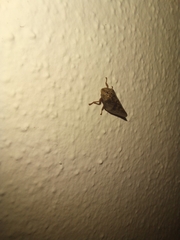 Cephisus siccifolius