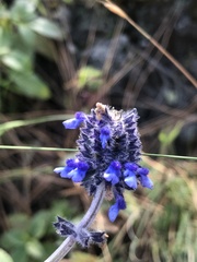 Salvia stachyoides