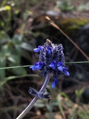 Salvia stachyoides