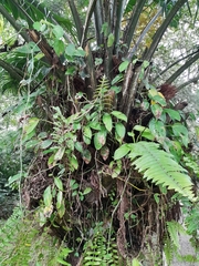 Elaeis oleifera