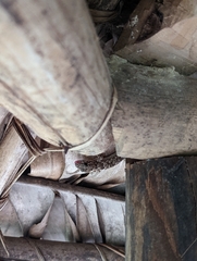 Hemidactylus mercatorius