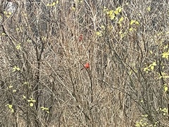 Cardinalis cardinalis cardinalis