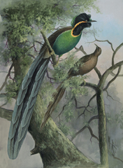 Huon Astrapia photo 2