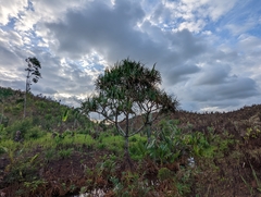 Pandanus