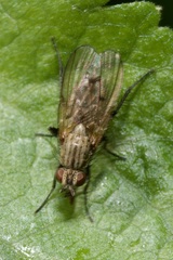 Anthomyiidae
