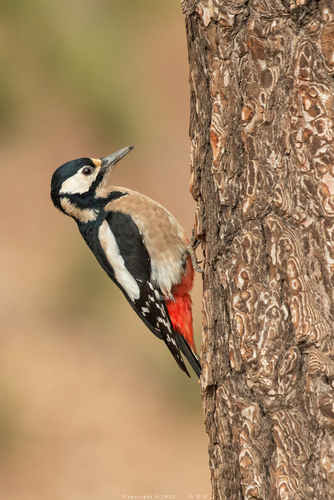 Didysis margasis genys nuotrauka