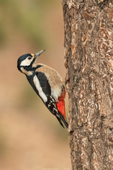 Great Spotted Woodpecker photo 6