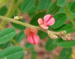 Indigofera hendecaphylla