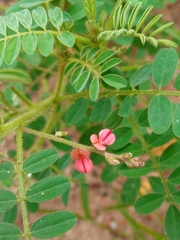 Indigofera hendecaphylla